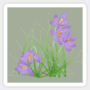 Crocus Flowers on Soft Sage Green Sticker